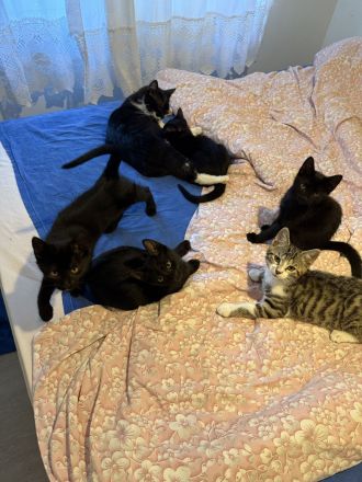 Katzenbabys zu verkaufen – geboren am 15. Juni (jetzt 6 Wochen alt)