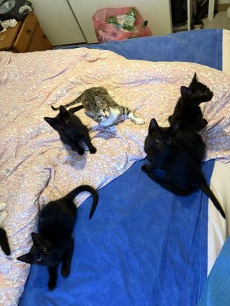 Katzenbabys zu verkaufen – geboren am 15. Juni (jetzt 6 Wochen alt)