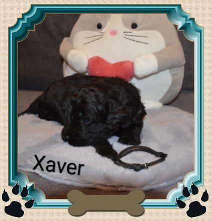 von den Vohburgerpowergoldies