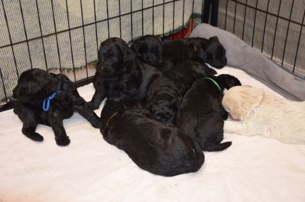 von den Vohburgerpowergoldies