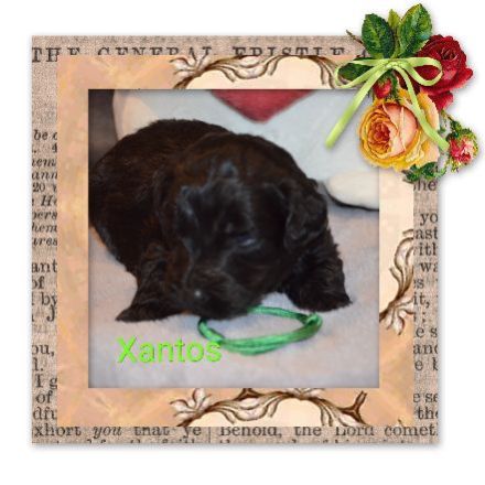 von den Vohburgerpowergoldies