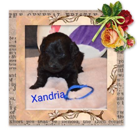 von den Vohburgerpowergoldies