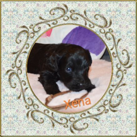 von den Vohburgerpowergoldies