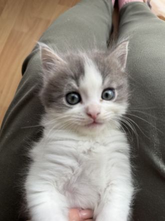 Neva Masquarade Sibirische Katze Mix