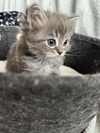 Neva Masquarade Sibirische Katze Mix