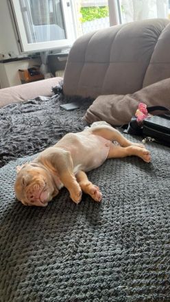 Old Englisch Bulldog Welpe 8 Wochen