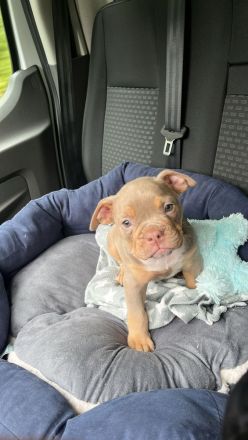 Old Englisch Bulldog Welpe 8 Wochen