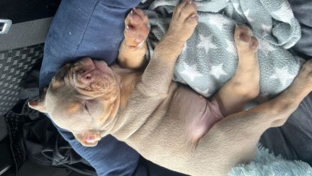 Old Englisch Bulldog Welpe 8 Wochen