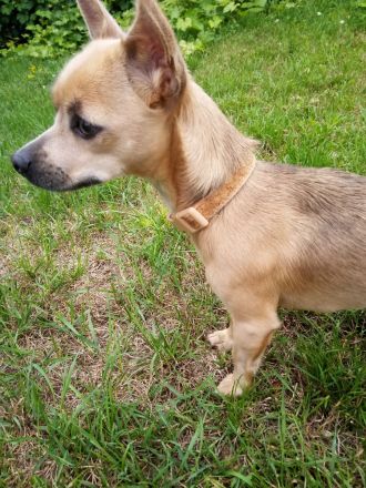 Chihuahua Mischling