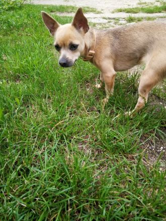 Chihuahua Mischling