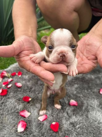 Boston Terrier Welpen mit blauen Augen abzugeben ( geb: 02.07.2025