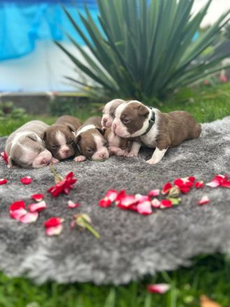 Boston Terrier Welpen mit blauen Augen abzugeben ( geb: 02.07.2025