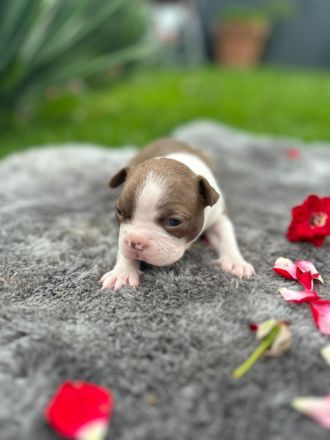 Boston Terrier Welpen mit blauen Augen abzugeben ( geb: 02.07.2025