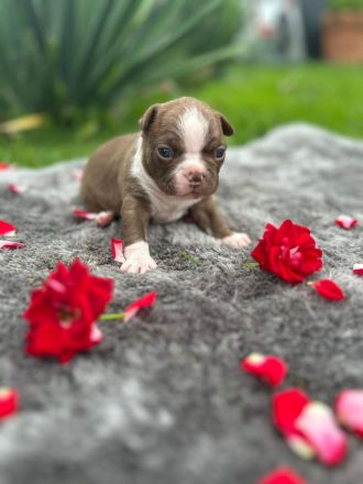 Boston Terrier Welpen mit blauen Augen abzugeben ( geb: 02.07.2025