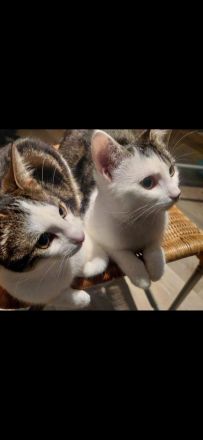 2 süße Katzenmädchen