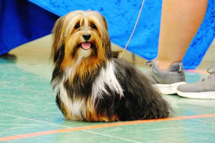 Zuchtrüde "Joschi" Tricolor Havaneser mit Charme & Ausstrahlung