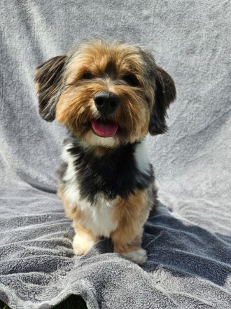 Zuchtrüde "Joschi" Tricolor Havaneser mit Charme & Ausstrahlung