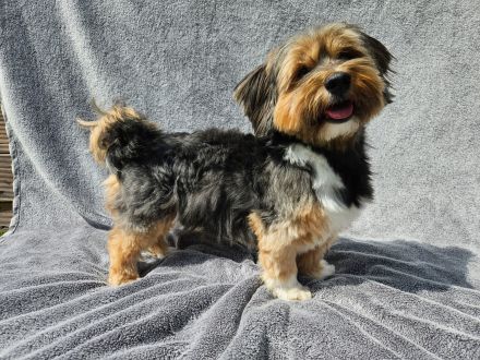 Zuchtrüde "Joschi" Tricolor Havaneser mit Charme & Ausstrahlung