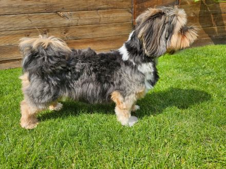 Zuchtrüde "Joschi" Tricolor Havaneser mit Charme & Ausstrahlung