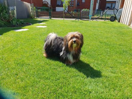Zuchtrüde "Joschi" Tricolor Havaneser mit Charme & Ausstrahlung