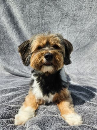 Zuchtrüde "Joschi" Tricolor Havaneser mit Charme & Ausstrahlung