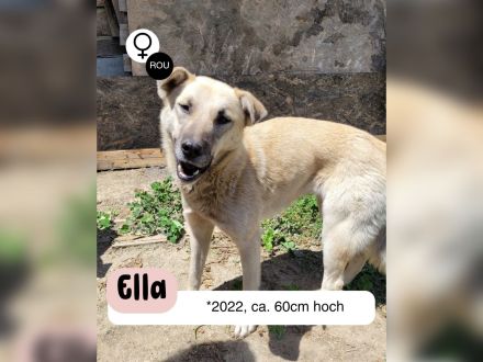 ELLA eine sanfte Begleiterin