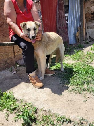 ELLA eine sanfte Begleiterin