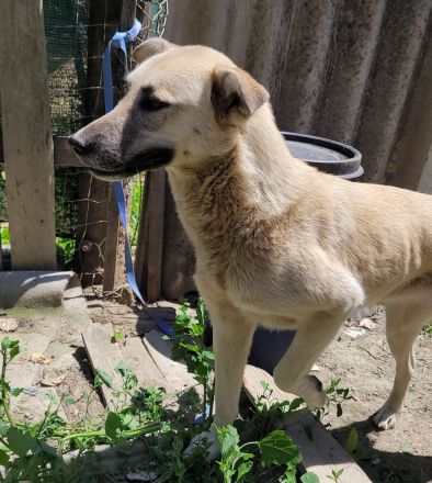 ELLA eine sanfte Begleiterin