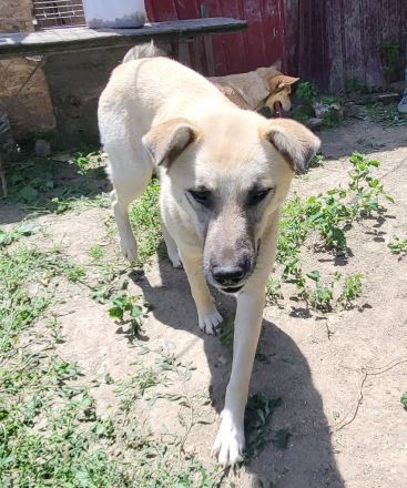 ELLA eine sanfte Begleiterin