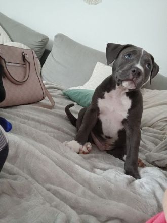 American Bully Welpe