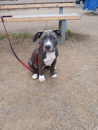 American Bully Welpe