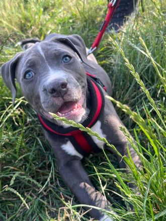 American Bully Welpe