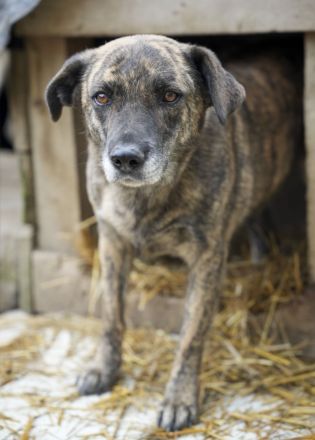 SANDY sucht Menschen zum kuscheln