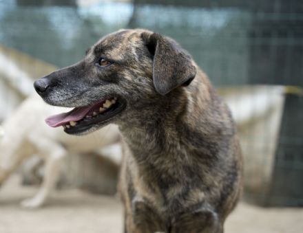 SANDY sucht Menschen zum kuscheln
