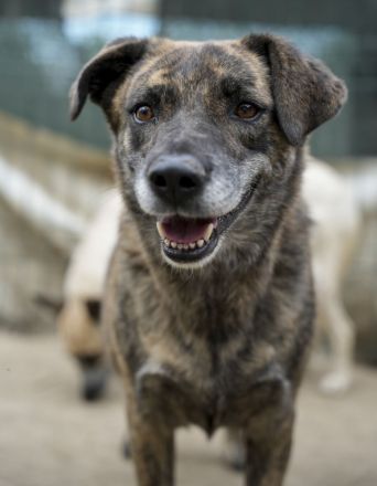 SANDY sucht Menschen zum kuscheln