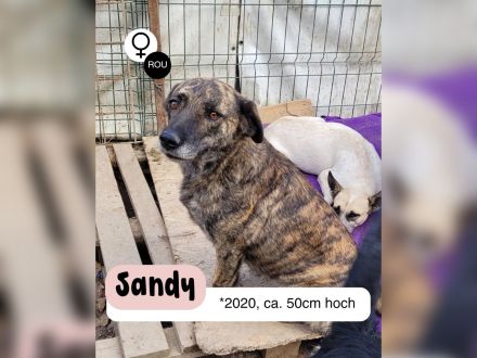 SANDY sucht Menschen zum kuscheln