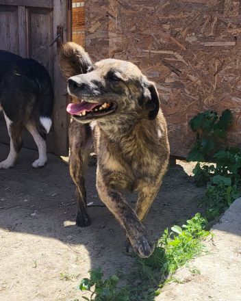 SANDY sucht Menschen zum kuscheln