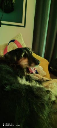 Neugieriger RUDI sucht ein warmes Körbchen