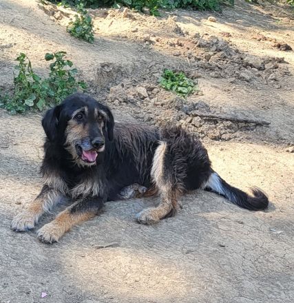 Neugieriger RUDI sucht ein warmes Körbchen