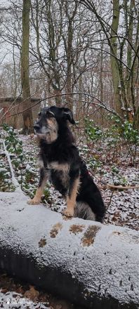 Neugieriger RUDI sucht ein warmes Körbchen