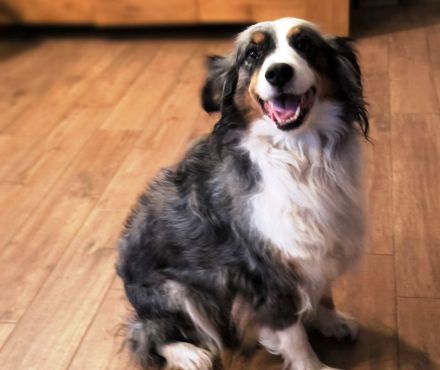 Miniature Australian Shepherd Welpen Mini Aussie Welpen