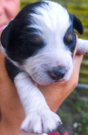 Miniature Australian Shepherd Welpen Mini Aussie Welpen