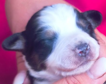Miniature Australian Shepherd Welpen Mini Aussie Welpen