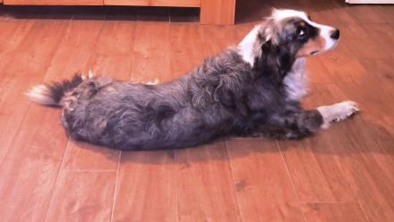 Miniature Australian Shepherd Welpen Mini Aussie Welpen