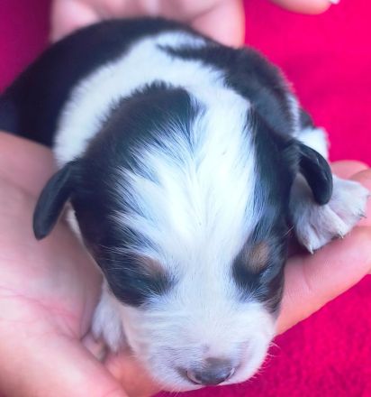 Miniature Australian Shepherd Welpen Mini Aussie Welpen