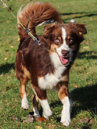 Miniature Australian Shepherd Welpen Mini Aussie Welpen