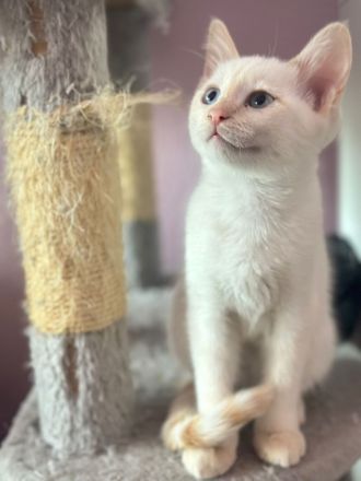 Traumhafte Jungkatzen Heilige Birma/ Siam