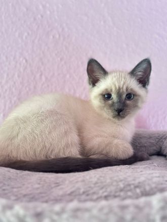 Traumhafte Jungkatzen Heilige Birma/ Siam