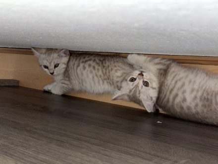 BKH kitten zu verkaufen