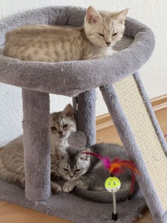 BKH kitten zu verkaufen